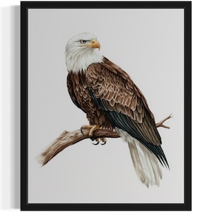 Bald Eagle Bird Watercolor Art Print, Wall Art Poster, Original Paint Artwork, Artwork Decor
