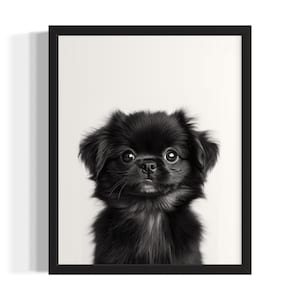 Pekingese Puppies Black and White Poster Art Print, Living Room Wall Art Poster, Original Paint Artwork, Artwork Decor
