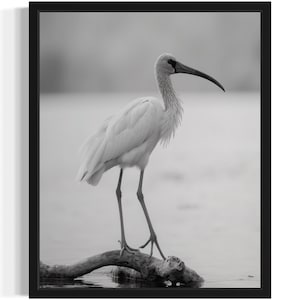 Ibis Black and White Animal Art Print, Wall Art Poster, Original Paint Artwork, Artwork Decor