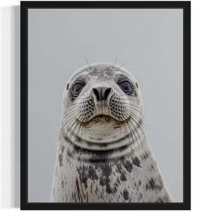 Seal Animal Wildlife Art Print, Wall Art Poster, Original Paint Artwork, Artwork Decor