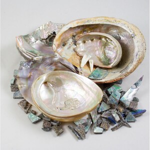 Vintage Natural Abalone Shells Seashells Halves & Pieces Altered Art Projects