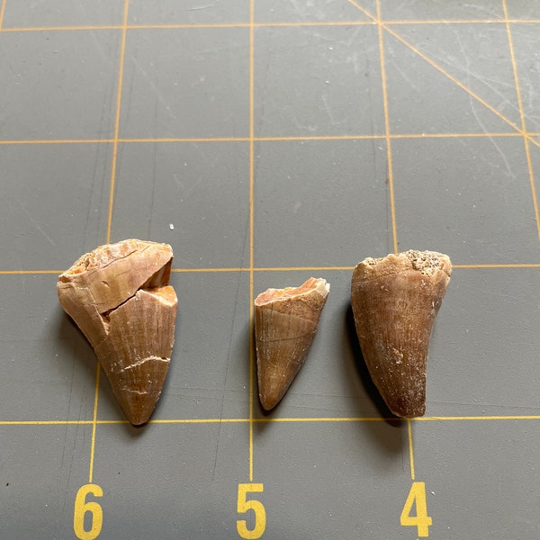 Set of 3 Fossil Mosasaur Teeth (0.75-1.25”)