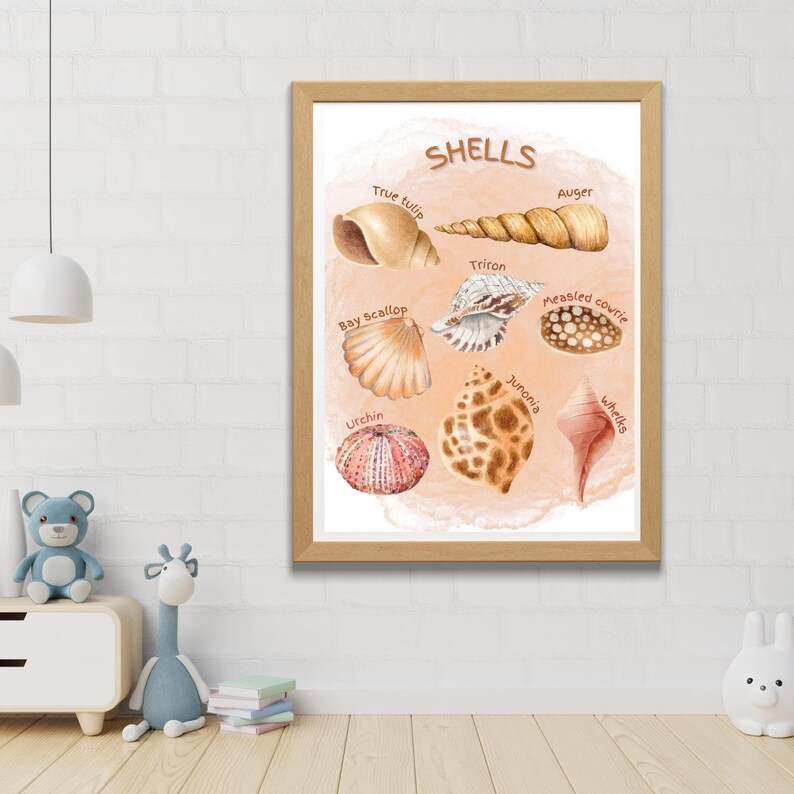 Shells Educational Poster Shells Chart Ocean Animals Poster - Etsy