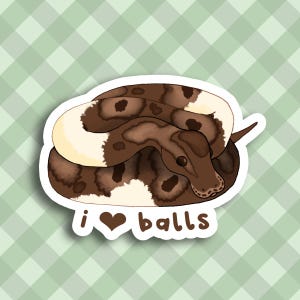 Königspython Aufkleber