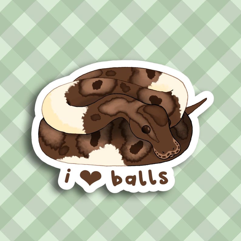 Königspython Aufkleber Bild 1