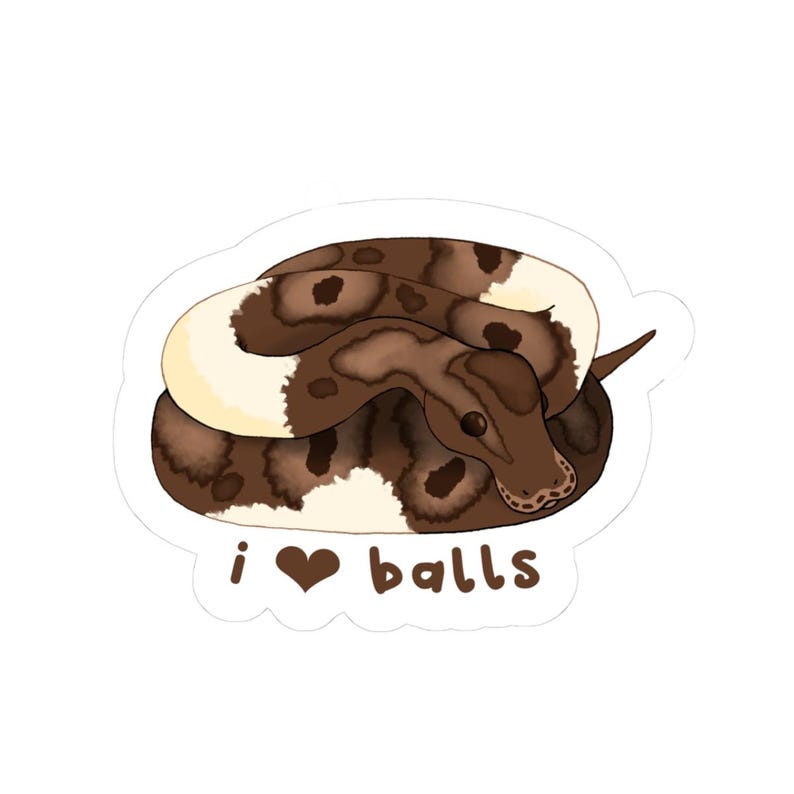 Königspython Aufkleber Bild 2