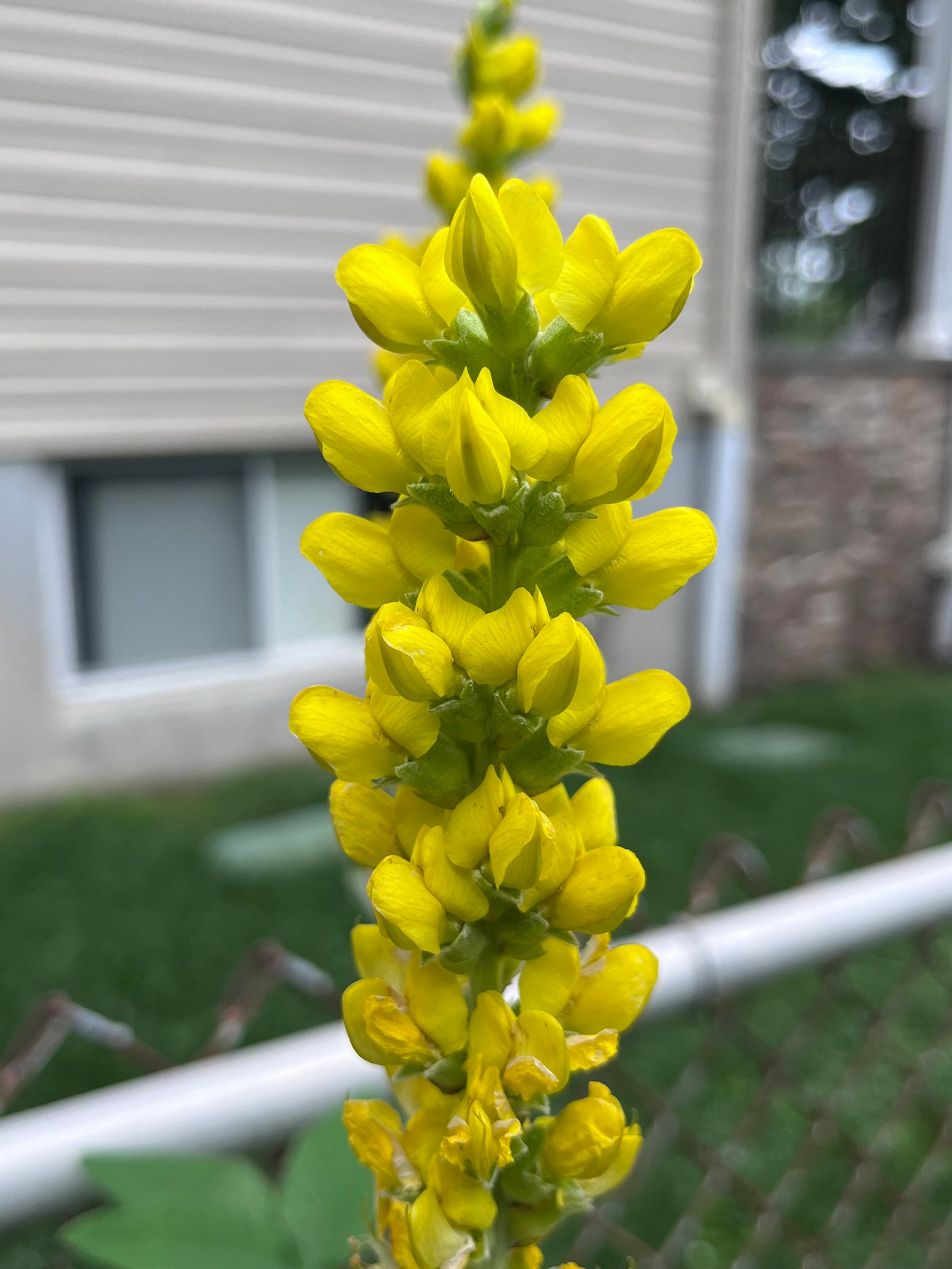 Thermopsis Villosa Carolina Lupine Carolina Bushpea Aaron's Rod Seed