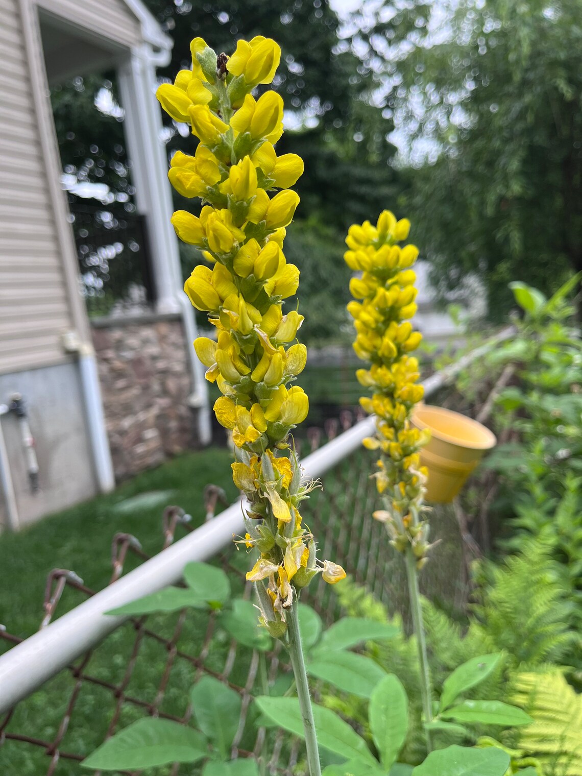 Thermopsis Villosa Carolina Lupine Carolina Bushpea Aaron's Rod Seed