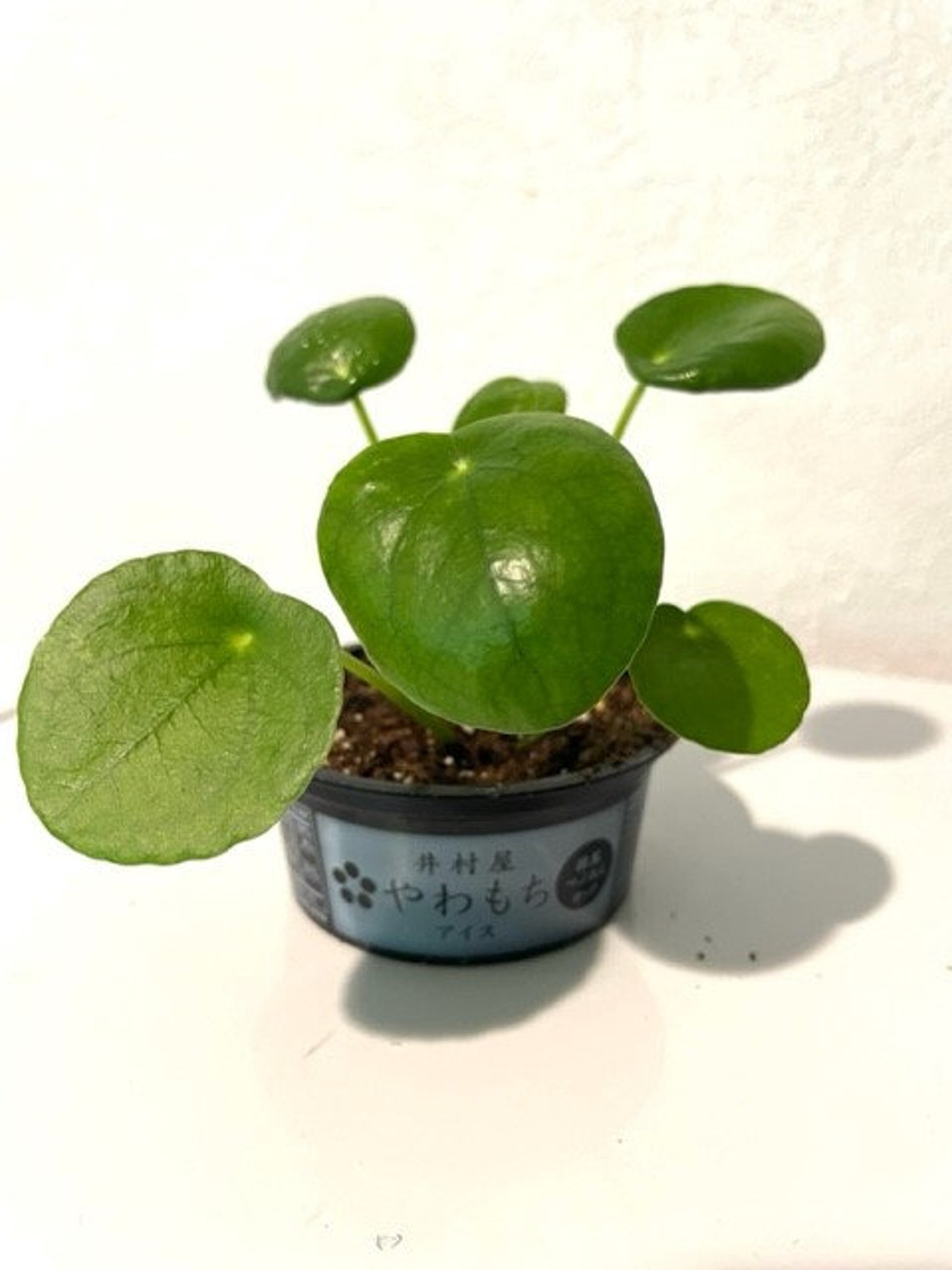 Chinese Coin Plant pilea Peperomioides - Etsy