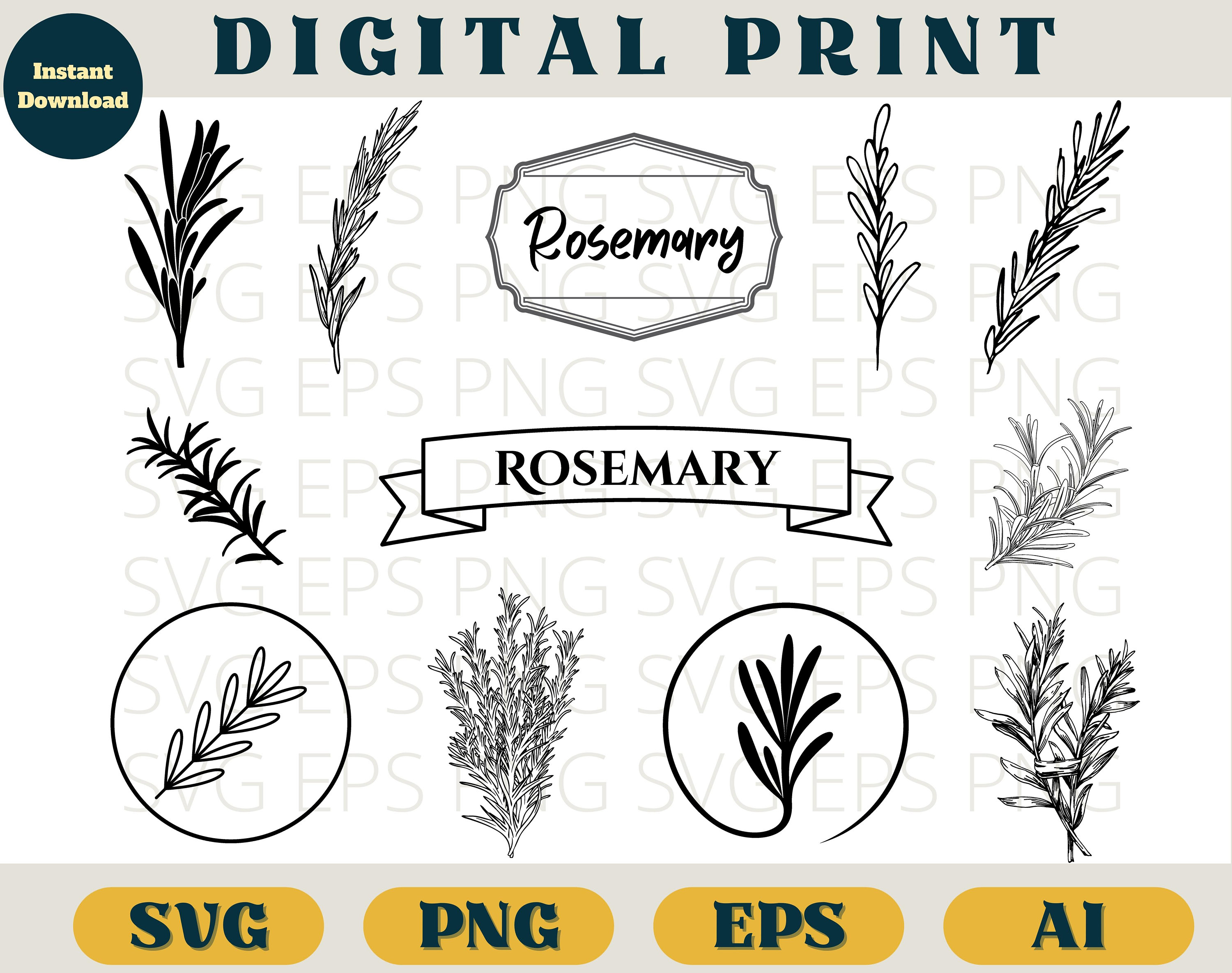 Rosemary herb bundle, Rosemary print, Svg Eps Png AI, Rosemary clip art png, Vintage Rosemary herb line art SVG download, Rosemary cricut
