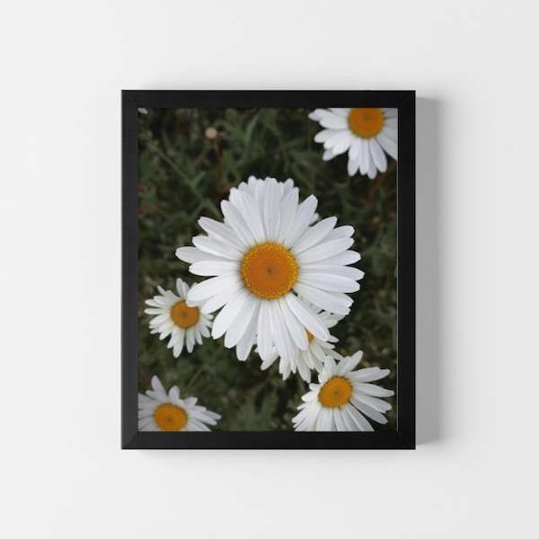 Daisy Photography Print, Floral Wall Decor Photo Print 8x10 and 4x4