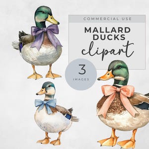 watercolor mallard duck clipart, Digital Download for Baby Shower Invitations,Watercolor Duck Art, cute duck png, commercial use clipart