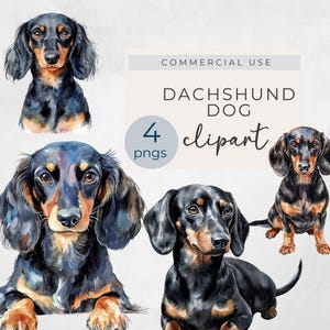 Dachshund watercolor clipart, long haired dog transparent png, commercial use clipart, dog clip art