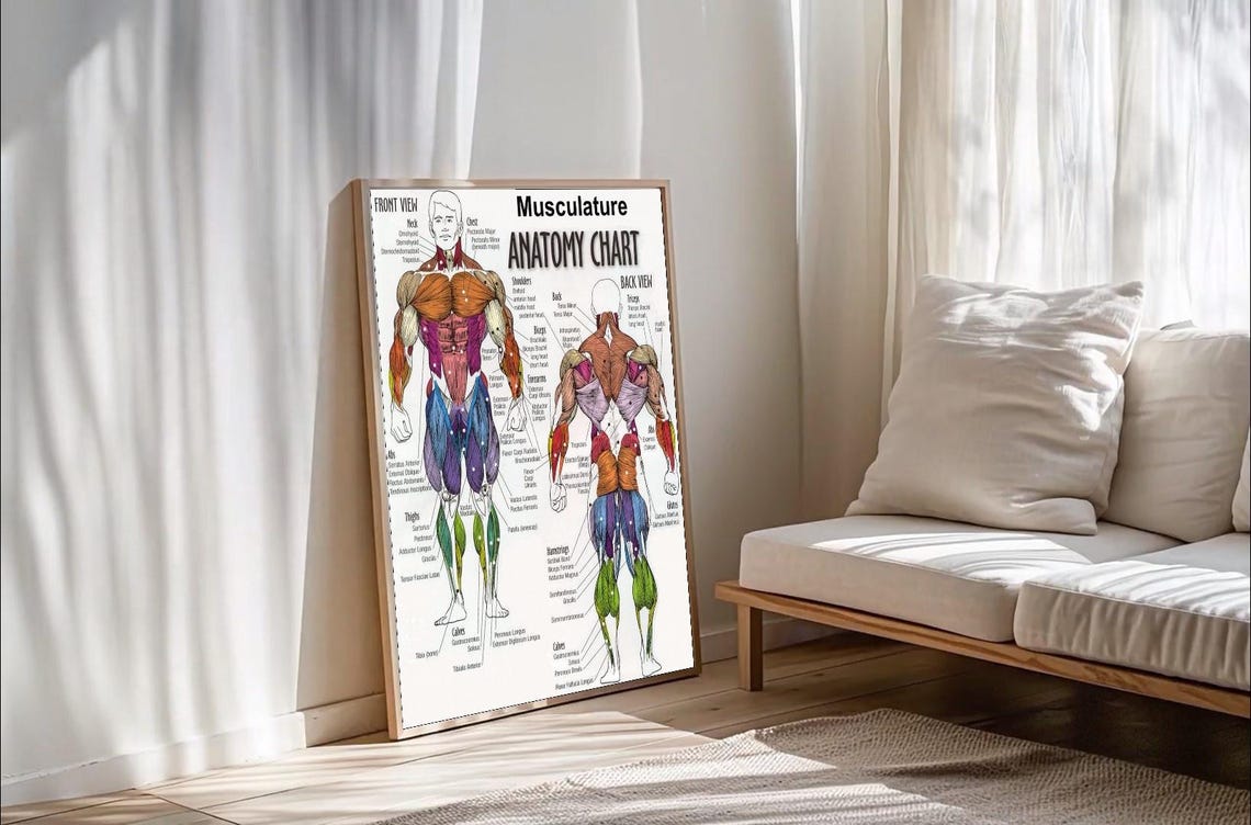 Anatomy Diagram Muscle Diagram Poster - Etsy Canada