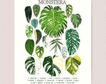 Puede incluir: Un gráfico de diferentes plantas Monstera con sus nombres y números. El gráfico presenta 13 tipos diferentes de plantas Monstera, incluyendo la Monstera Deliciosa, la Monstera Adansonii y la Monstera Peru.