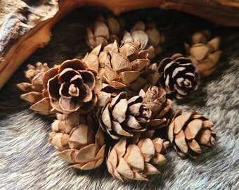 Piñas pequeñas de cicuta: Decoración rústica natural para el bosque. Piñas diminutas para manualidades, jardines de hadas, arte en resina, bodas rústicas y brujas del bosque.