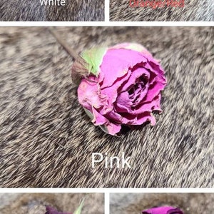 May include: Five dried roses in different colours: white, orange-red, pink, red, and magenta. The roses are arranged on a furry surface.