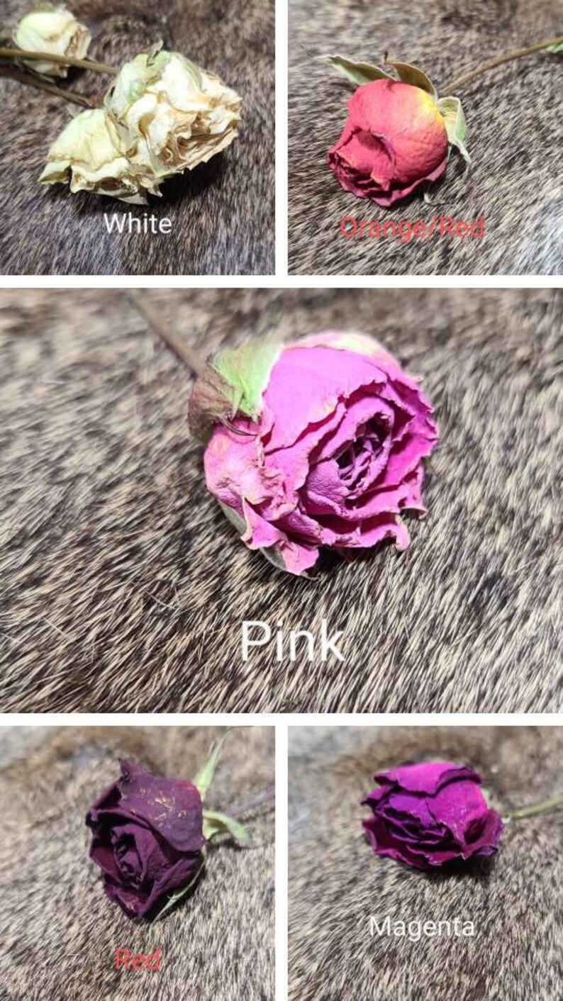 May include: Five dried roses in different colours: white, orange-red, pink, red, and magenta. The roses are arranged on a furry surface.