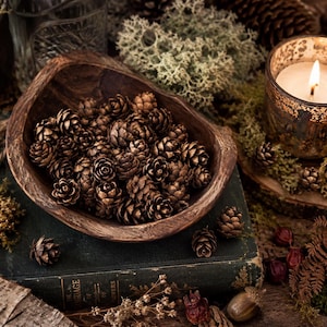 Hand Gathered Mini Hemlock Pinecones | Tiny Natural Pine Cones for Fairy Gardens, Cottagecore Decor, Woodland Crafts, Nature Craft DIY