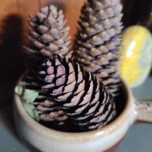May include: A ceramic bowl with a brown rim and beige exterior holds several brown pine cones. A small green leaf is visible. A yellow and green stone is in the background.