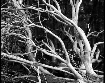 Branches enchevêtrées, comté de Wilson, Tennessee, 2026. Impression d'art photographique en noir et blanc.