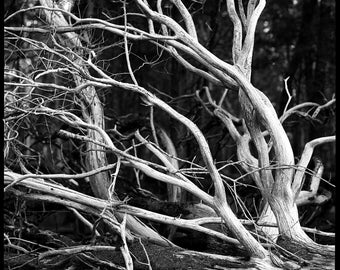 Rami intricati, Contea di Wilson, Tennessee, 2026. Fotografia in bianco e nero, stampa artistica.