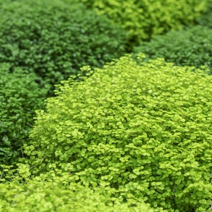 May include: A dense cluster of small, rounded, bright lime-green leaves forming a low-growing, mounded plant. The foliage is tightly packed with a uniform texture, contrasting with darker green, slightly larger-leaved plants in the background.
