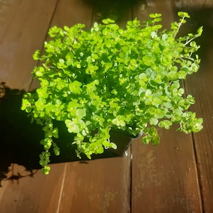 May include: A bright green plant with tiny, rounded leaves, spilling out of a black square pot. The plant is on a brown wooden surface, with its shadow to the left. The image is taken in natural light.