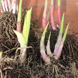 Pot Luck Hosta Collection 5 Established Bare Root Plants, Hardy Garden Perennials For Shade