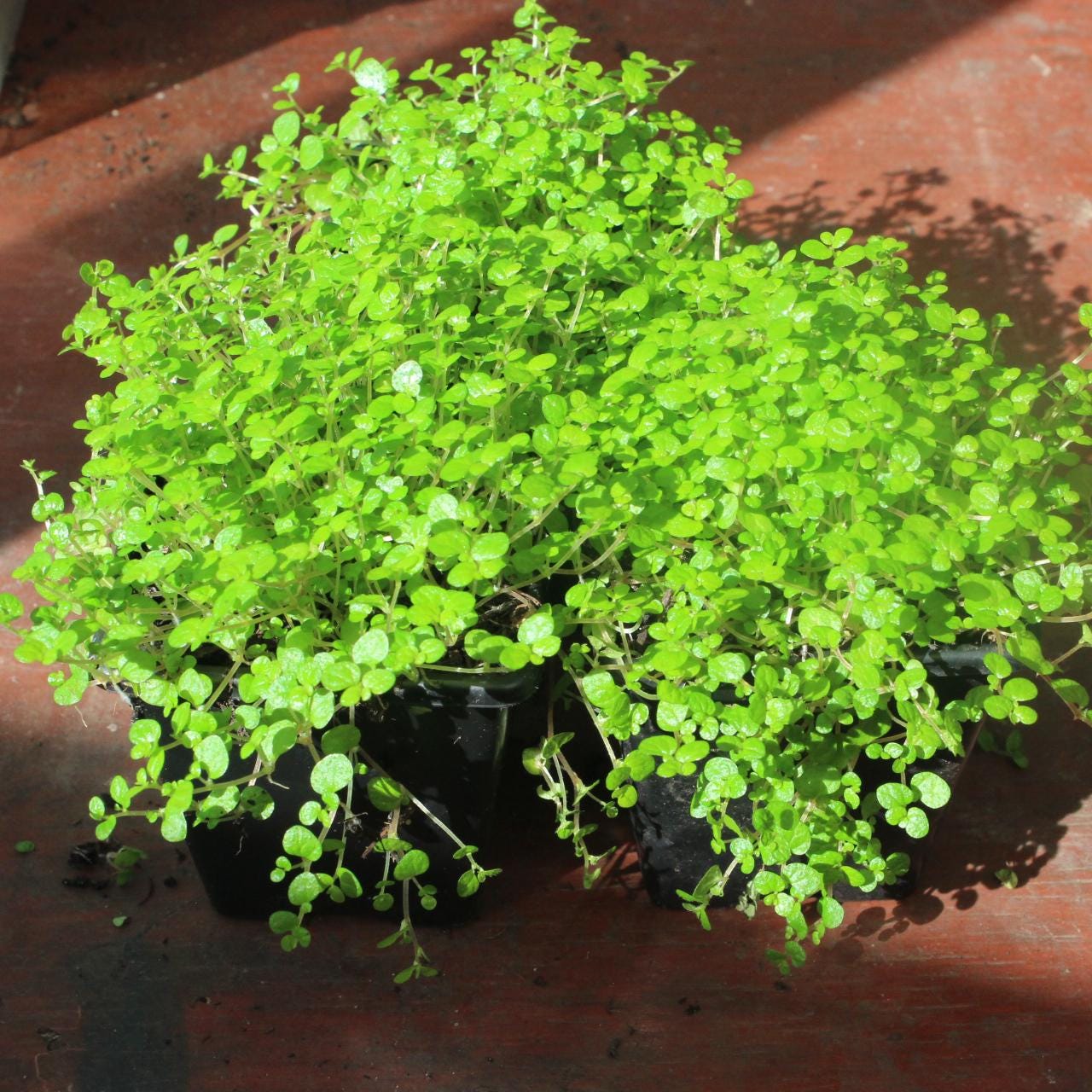 3x Soleirolia Soleirolii (Piante da interno ed esterno) - Vasi da 7 cm (Piante da interno ed esterno)