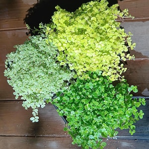 May include: Overhead shot of three small potted plants with bright green and yellow leaves. The plants are in a square container, displaying different textures and shades. The background is a wooden surface.