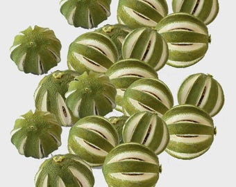 Dried Green Limes for Christmas Wreath Making