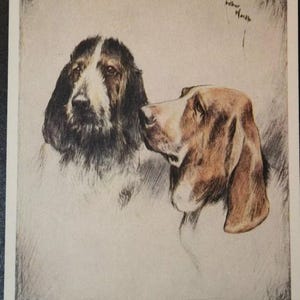 BASSET HOUND Affiche illustrée vintage de chien de 1955