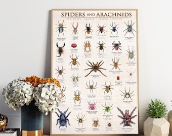Spiders & Arachnids Poster