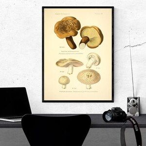 Carte des champignons comestibles et vénéneux 1891 affiche n°1