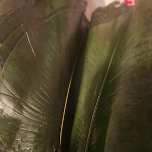 moimoi leaves/ewe moimoi