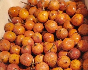 Fresh Cotonou agbalumo/udara/african star apple (10pcs).Very Sweet agbalumo! Free shipping