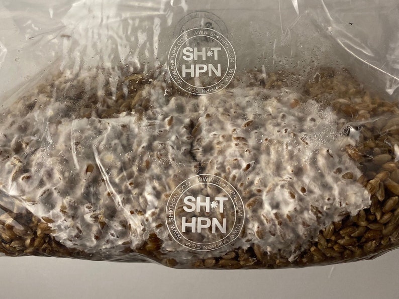 1kg Organic Rye Berry Grain Spawn Bag Properly hydrated, Supplemented and Sterilized Mushroom Grow Bag Shihpn l chines bags zdjęcie 5