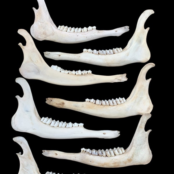 Dear Bone Deer Bone - Etsy