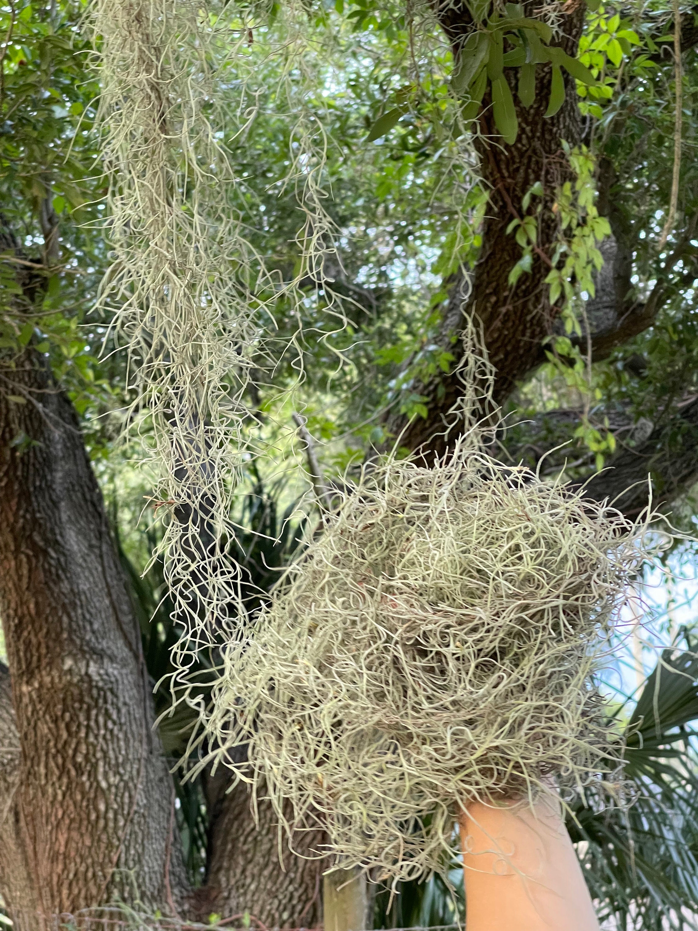 42 Large Artificial Spanish Moss Hanging Bush in Green/gray