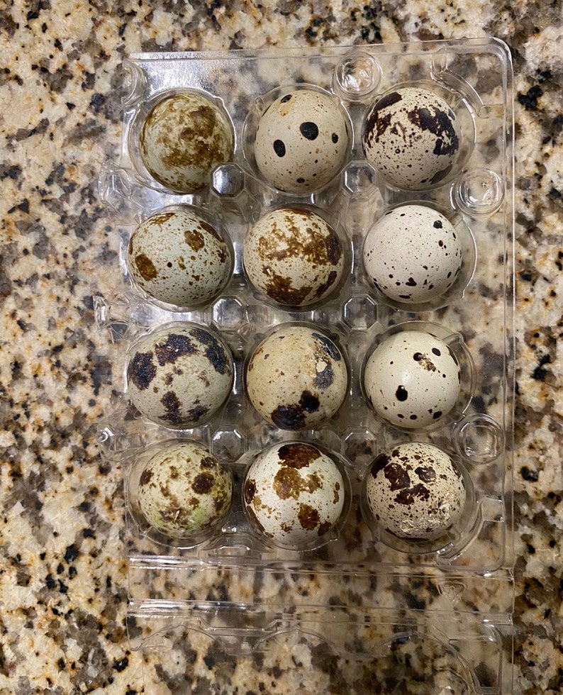 Fertilized Quail Eggs Etsy
