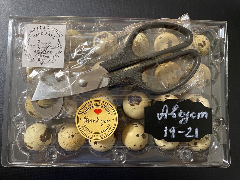 Fertilized Quail Eggs Etsy