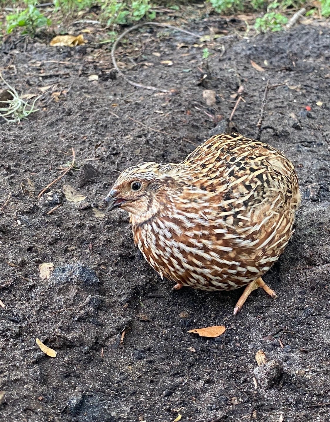 Fertilized Quail Eggs - Etsy