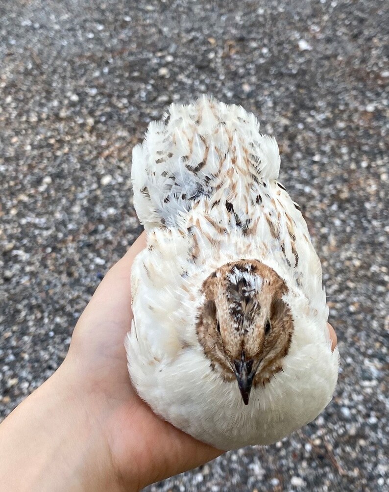 Fertilized Quail Eggs - Etsy