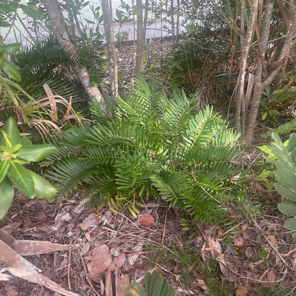 Florida Coontie Palm seeds