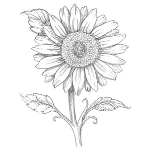 Coloring Page Printable Sunflower - pdf digital download Coloring Sheet Gift