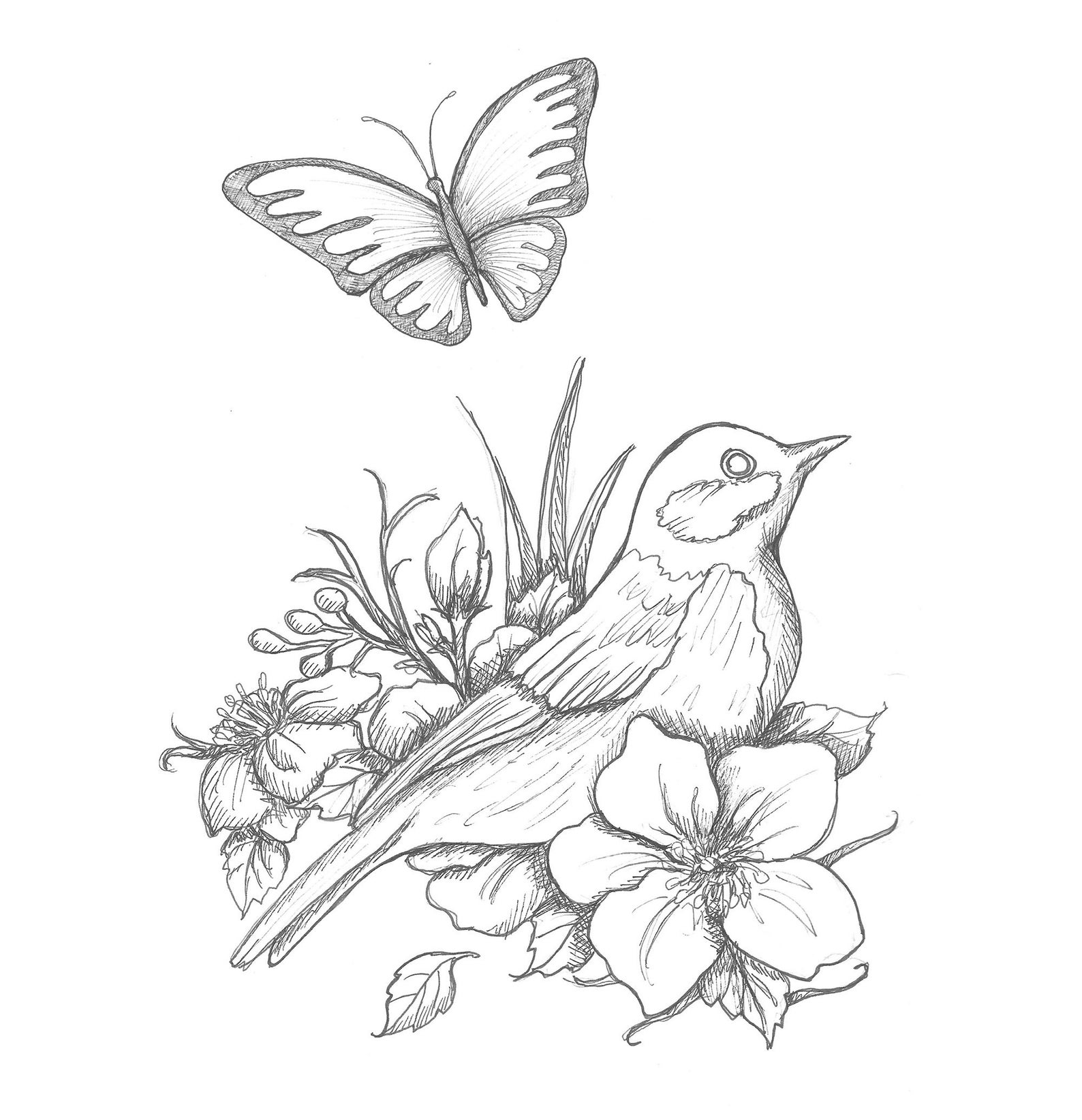 Coloring Page Bird Butterfly Coloring Sheet Printable Coloring Book