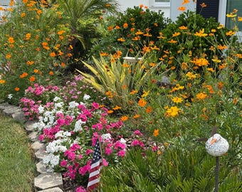 Orange and Yellow Mixed Cosmos (cosmos sulphureus) 100 Seeds