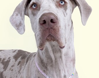 Puede incluir: Un Gran Danés de color gris claro y marrón con ojos marrones y un collar de cuentas rosa y multicolor. El perro está mirando hacia arriba y hacia la derecha.