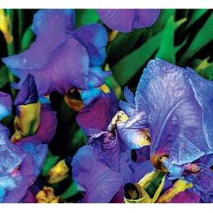 Meadowview Iris - Fine Art Print